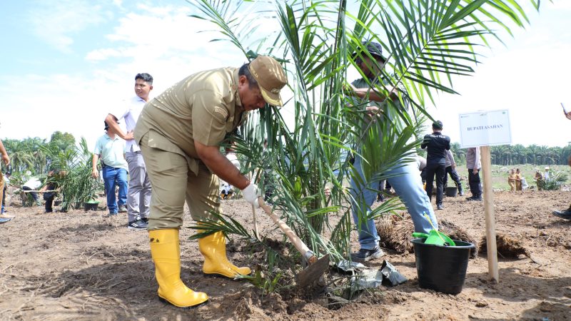 Bupati Asahan Lakukan Tanam Perdana PSR Kemitraan dan Intercropping Padi Gogo Di Koperasi Kesepakatan