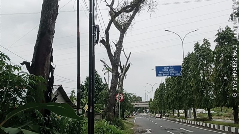Rusak Keindahan Langkat dan Abaikan Keselamatan Warga , Pruning Tunas Baru Sampah Menumpuk Pohon Mati Tegak Berdiri Tak Disentuh