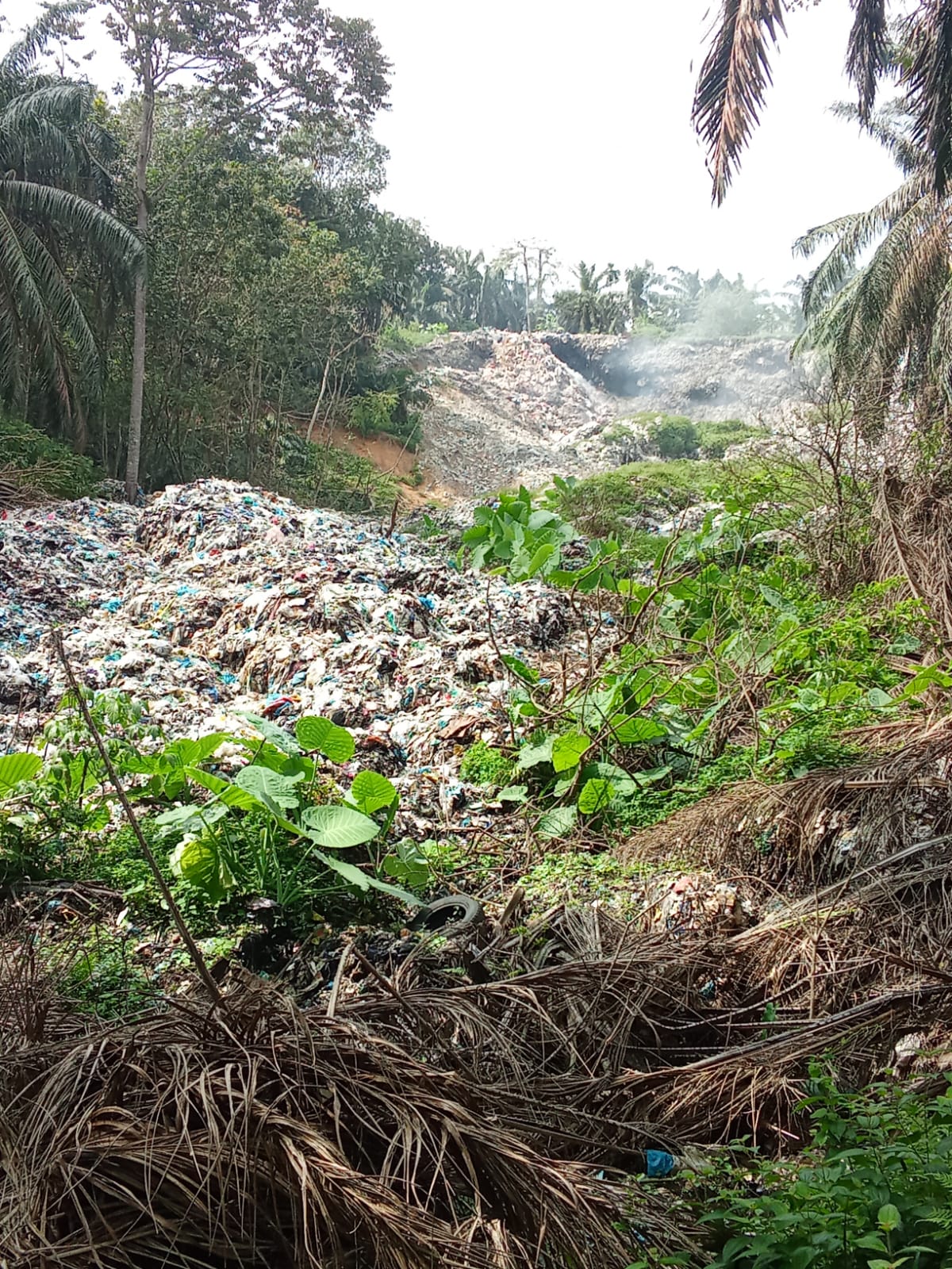 Satu Tahun Tanpa Solusi: Kebakaran Kebun Sawit Warga Berbatas TPA Tangkahan Durian diduga Kelalaian Petugas Masih Menggantung