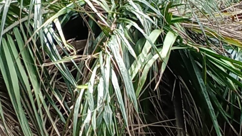Saling Lempar Tanggung Jawab: Setahun Kebakaran Kebun warga Berbatasan TPA Tangkahan Durian, Warga Rugi Tak Ada yang Mengaku