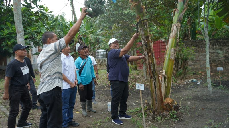Bupati Asahan Panen Perdana Pisang Kepok Abu Hijau Surya