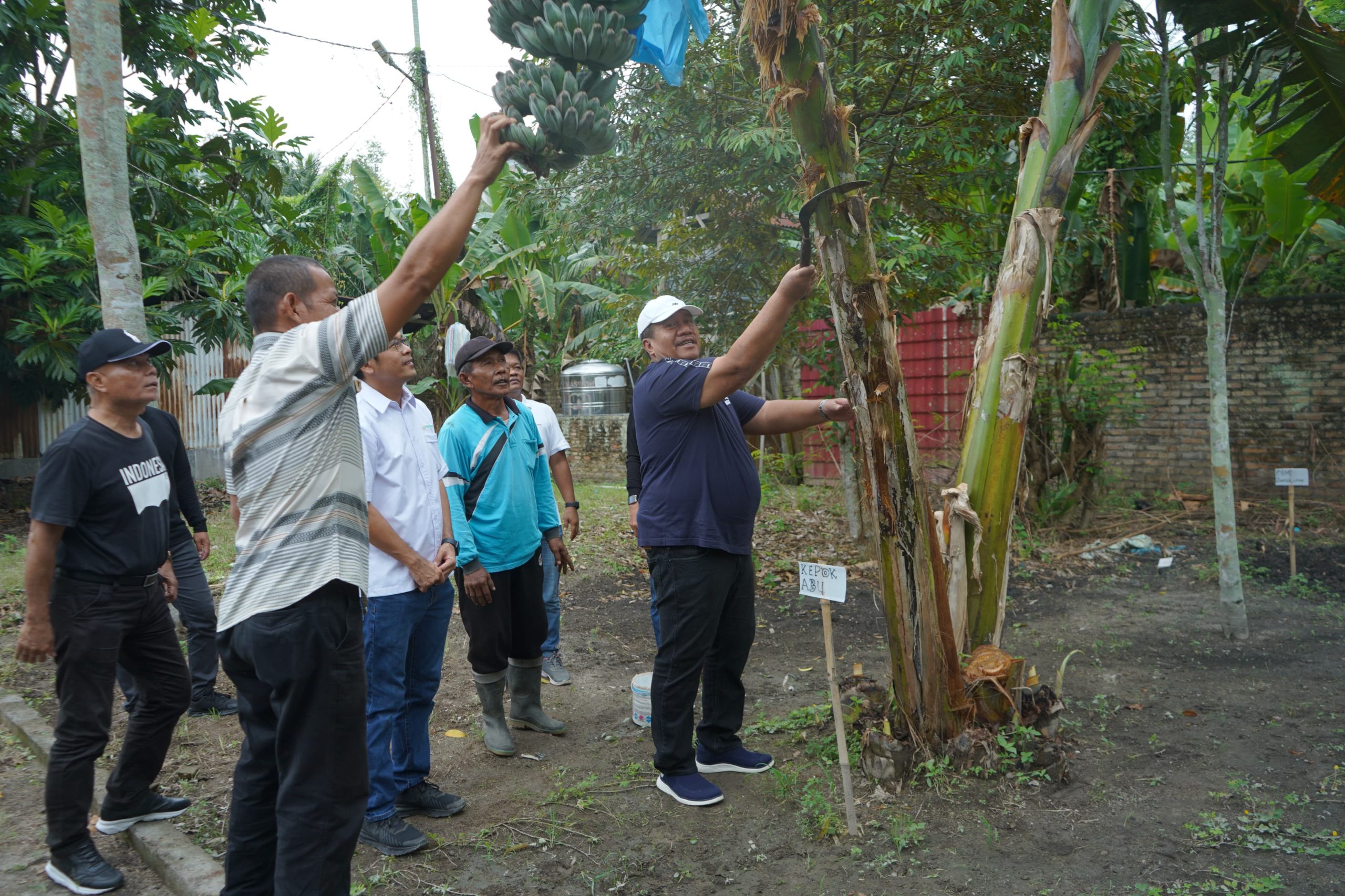 Bupati Asahan Panen Perdana Pisang Kepok Abu Hijau Surya